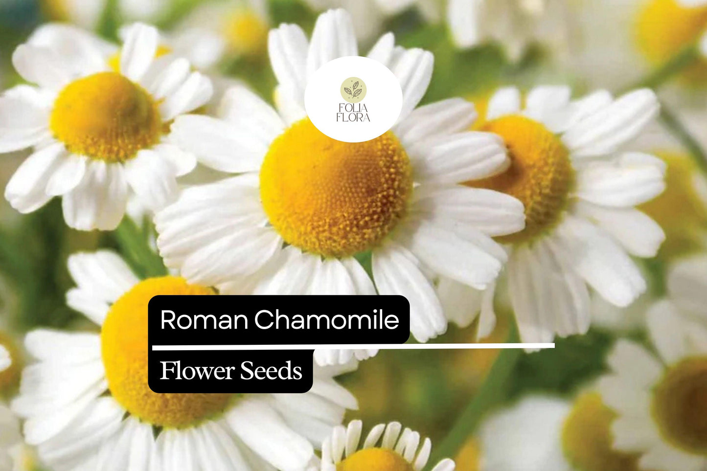 2000 Seeds Roman Chamomile (Chamaemelum nobile) – Fragrant Perennial Herb for Tea, Ground Cover, and Aromatherapy