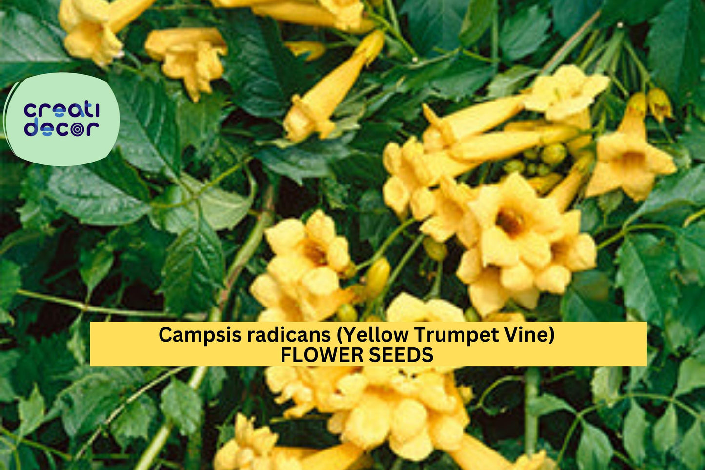 Campsis radicans Flava Seeds Yellow Trumpet Vine 20 Count Climbing Flower Vine Seeds Ornamental Garden Plant