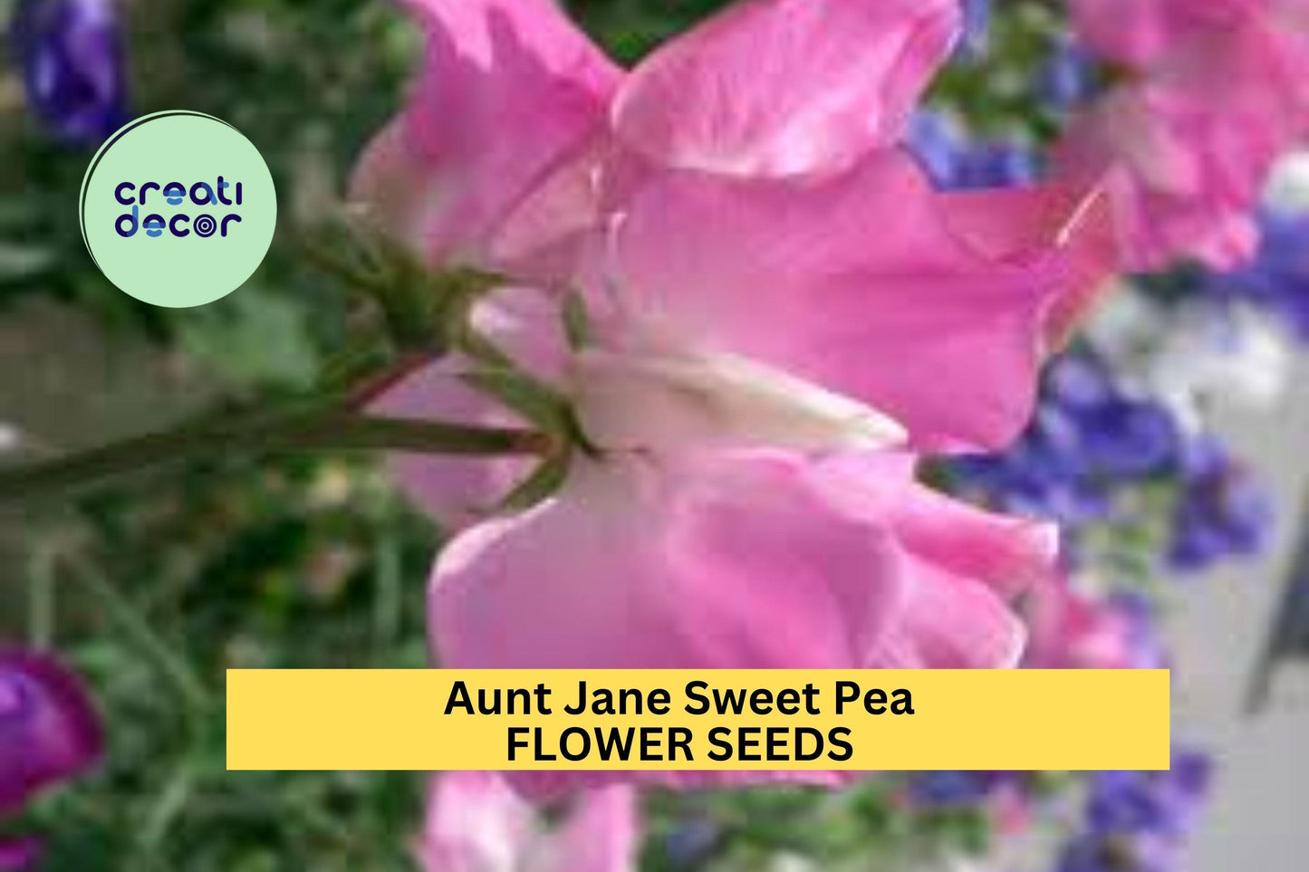 50+ Aunt Jane Sweet Pea Seeds – Soft Pink Fragrant Blooms for Garden Planting, Climbing Vines for Trellises & Bouquets – USA