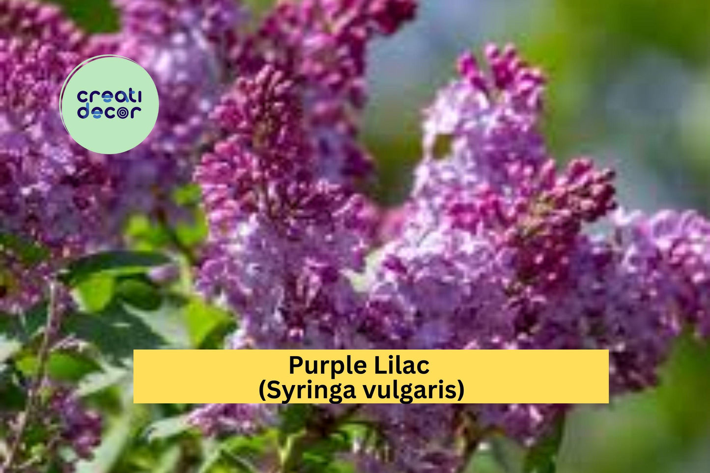 Purple Lilac Bush Plants | 5 Bare Root Shrubs with Planting Instructions | Fragrant Flowering Perennial for Spring Gardens