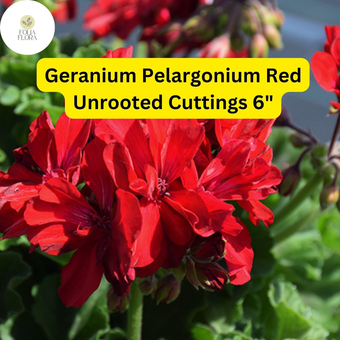 Geranium Pelargonium ‘Red’ | 3 Live 6” Unrooted Cuttings | Bright Red Blooms, Easy-Care Flowering Plant, Drought-Tolerant