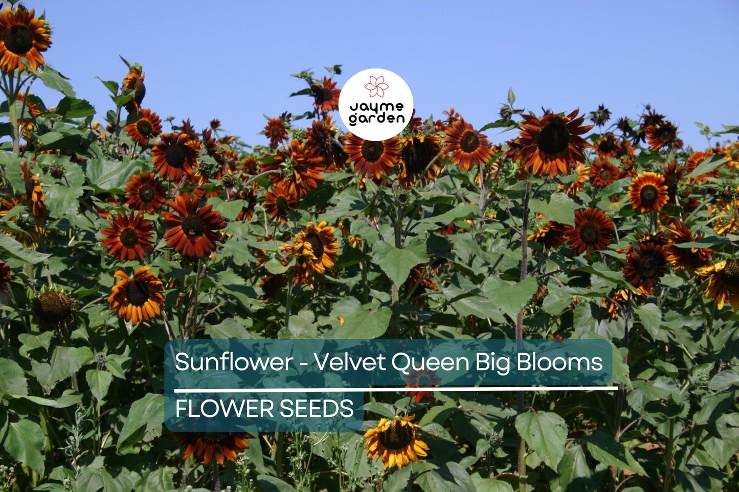 100 Velvet Queen Sunflower Seeds - Heirloom, Big Blooms, Non-GMO, Free Shipping