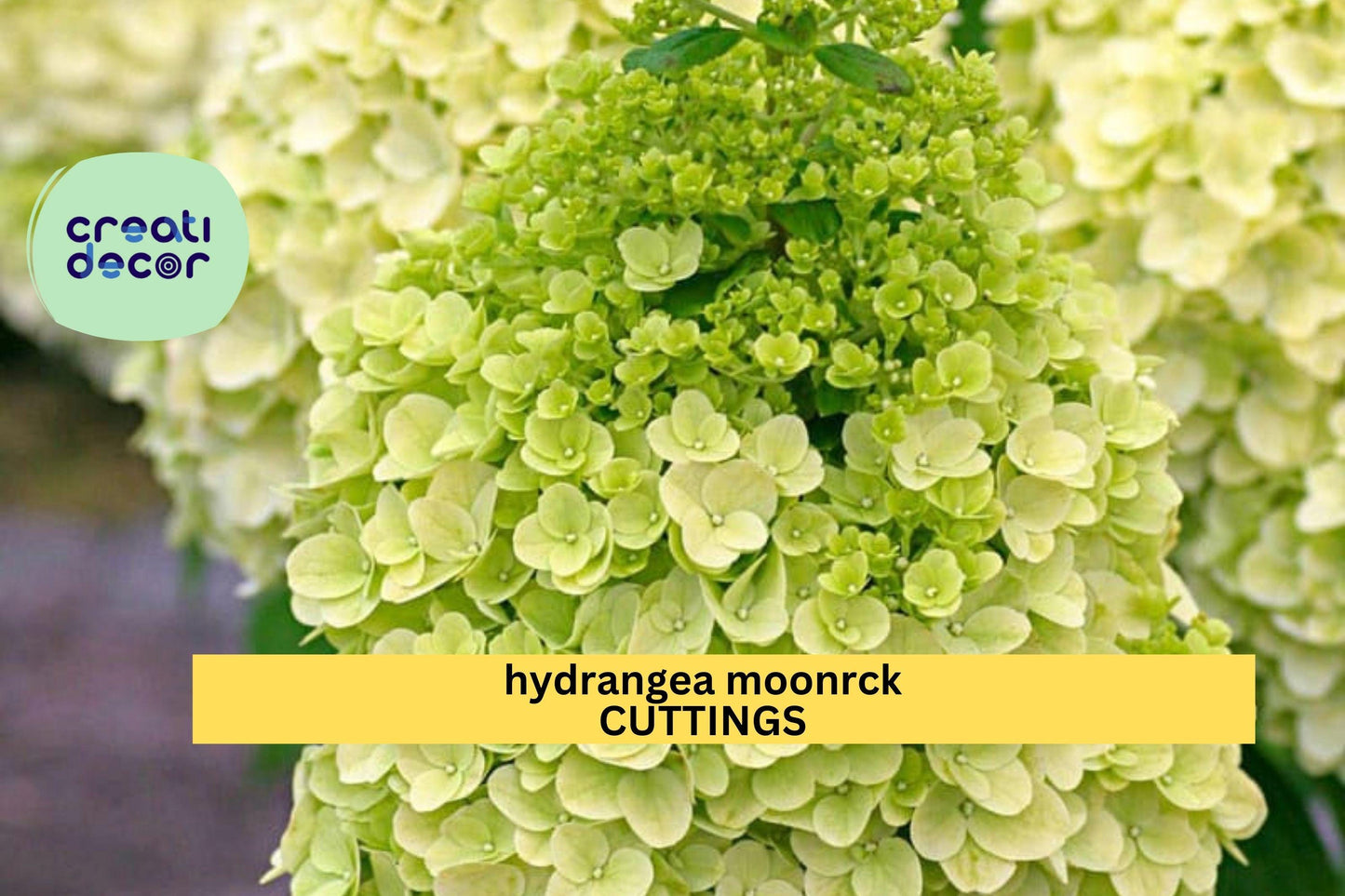 5 Moonrock Hydrangea Rooted Cuttings | 6–9" Panicle Shrub | Full Sun Hardy Blooms | White-Green Flowers | Good Quality Plants