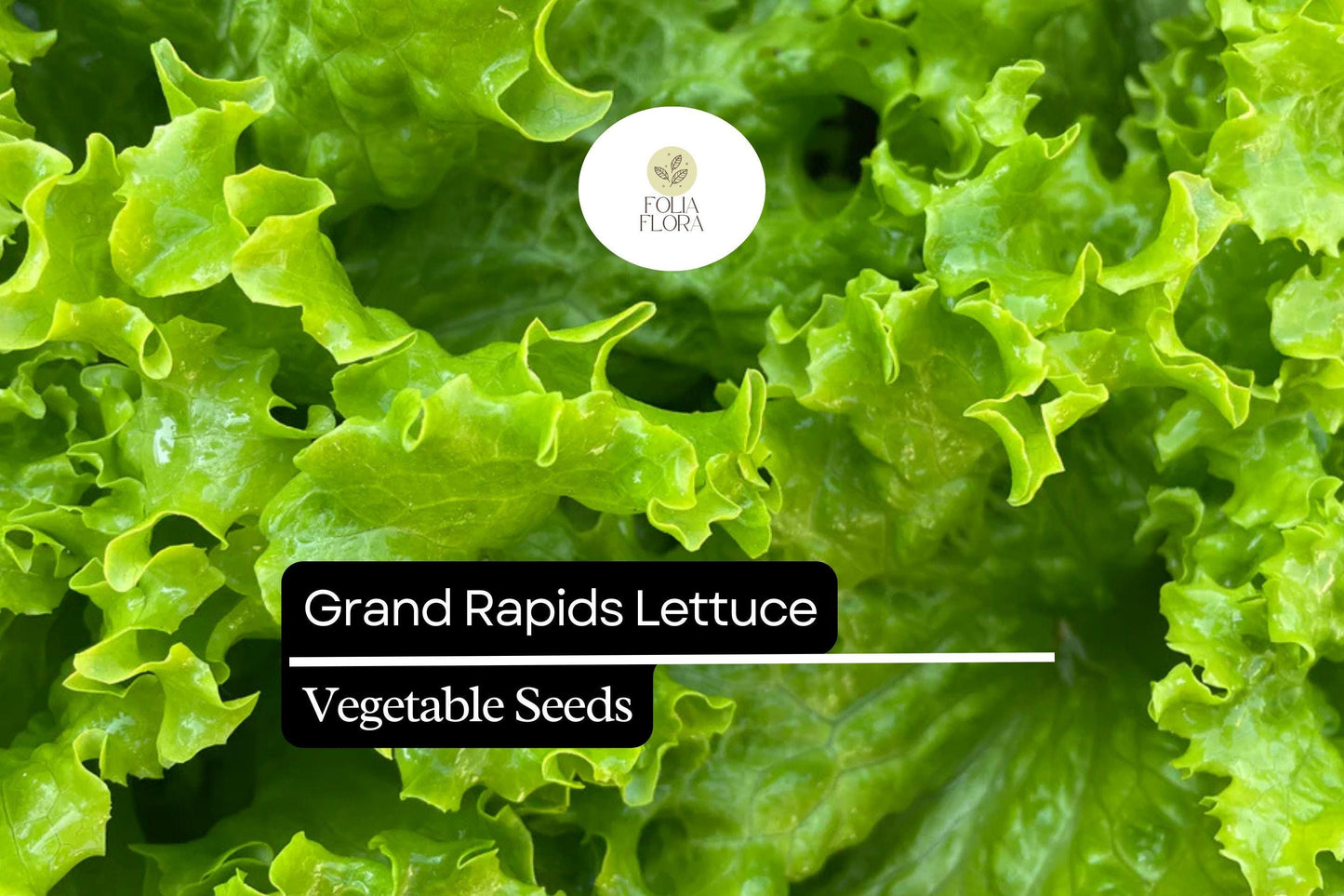 1000 Grand Rapids Lettuce Seeds – Lactuca sativa – Heirloom Leaf Lettuce, Fast-Growing, Crisp & Tender, Non-GMO, Cold Hardy