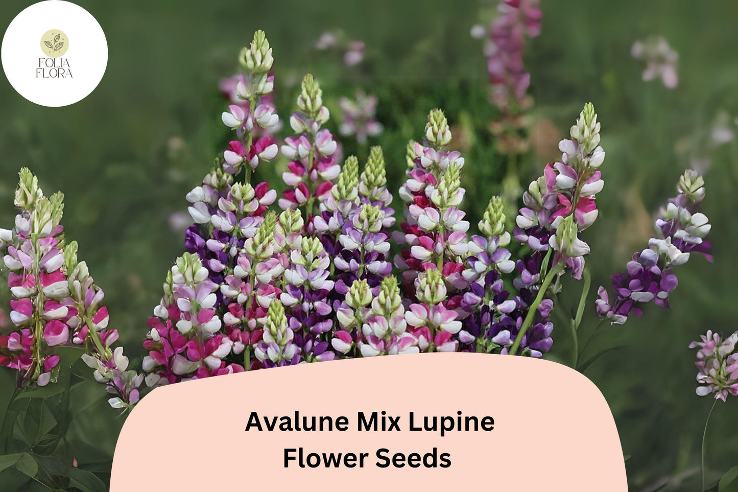 Lupinus Avalune Mix Lupine Seeds – 25+ Stunning Bicolor Wildflowers for Garden & Pollinators
