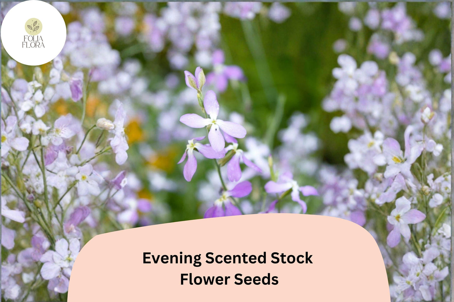 Evening Scented Stock Seeds – 100 Matthiola longipetala | Fragrant Night-Blooming Garden Flower