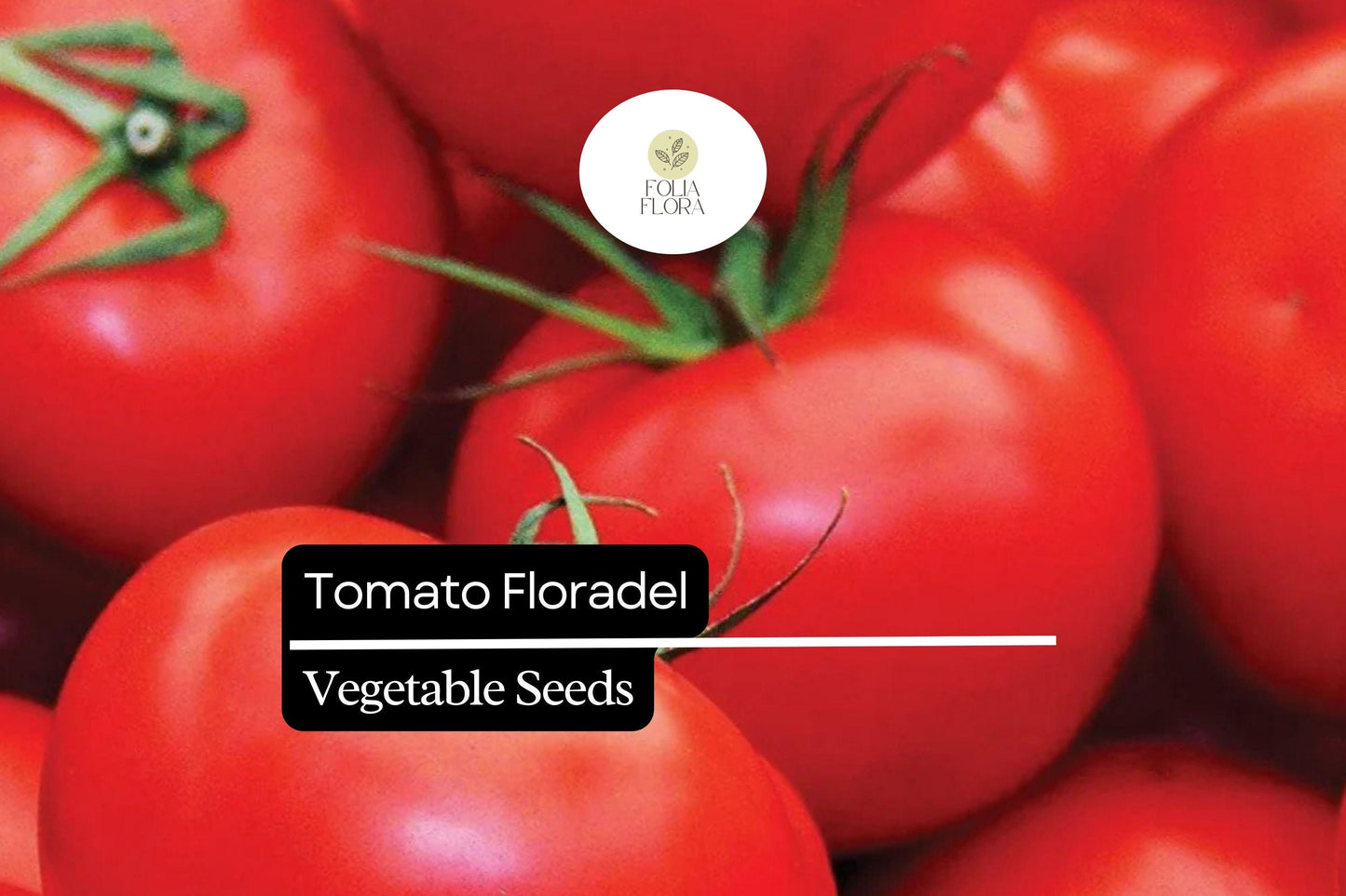 100mg Tomato Floradel Seeds Solanum lycopersicum | Heirloom, Non-GMO Vegetable, Large Round Fruits, Disease Resistant, Garden Staple