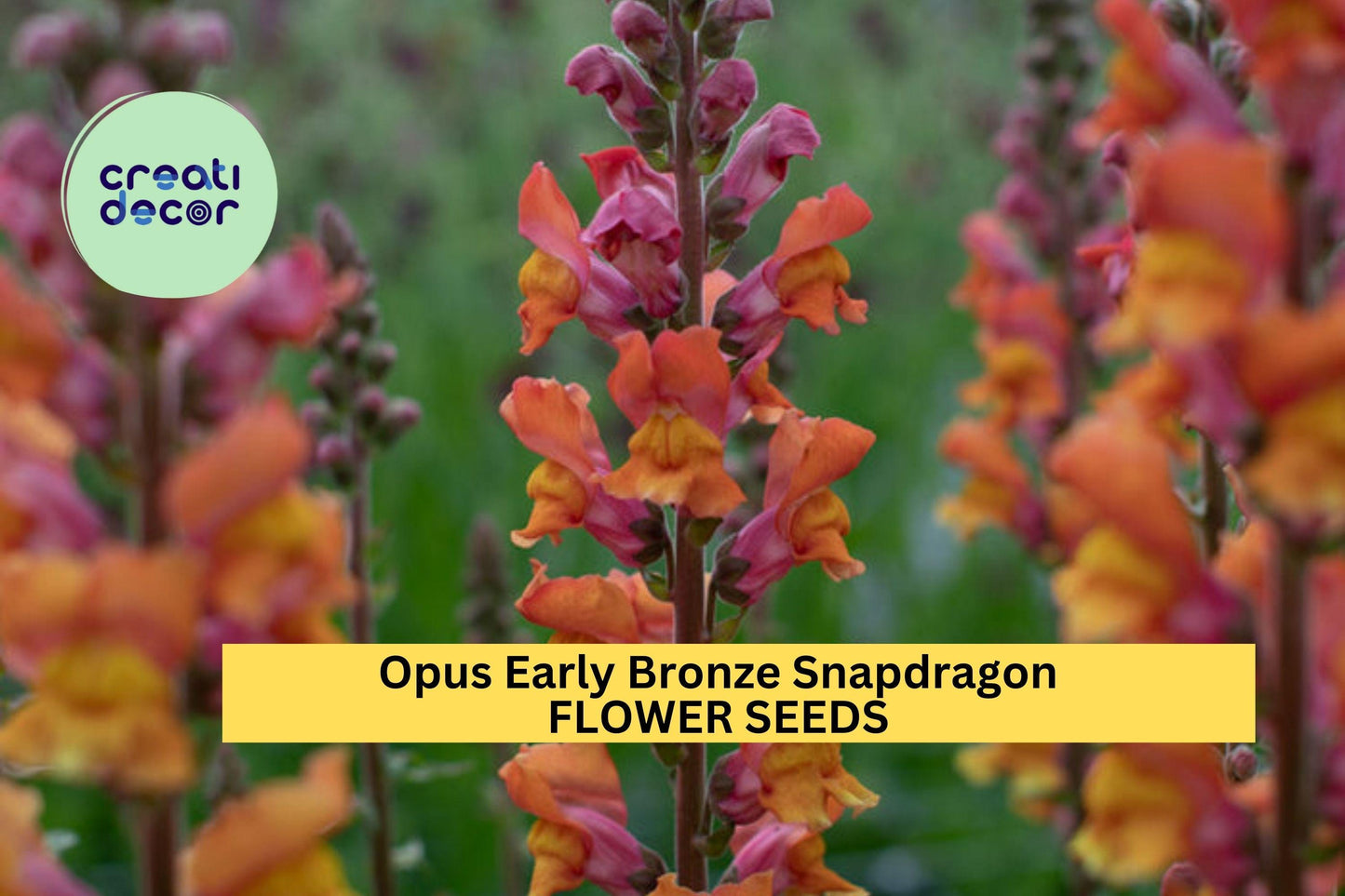 1000+ Opus Early Bronze Snapdragon Seeds – Warm Bronze-Peach Blooms for Garden Planting, Early-Blooming Cut Flowers – USA