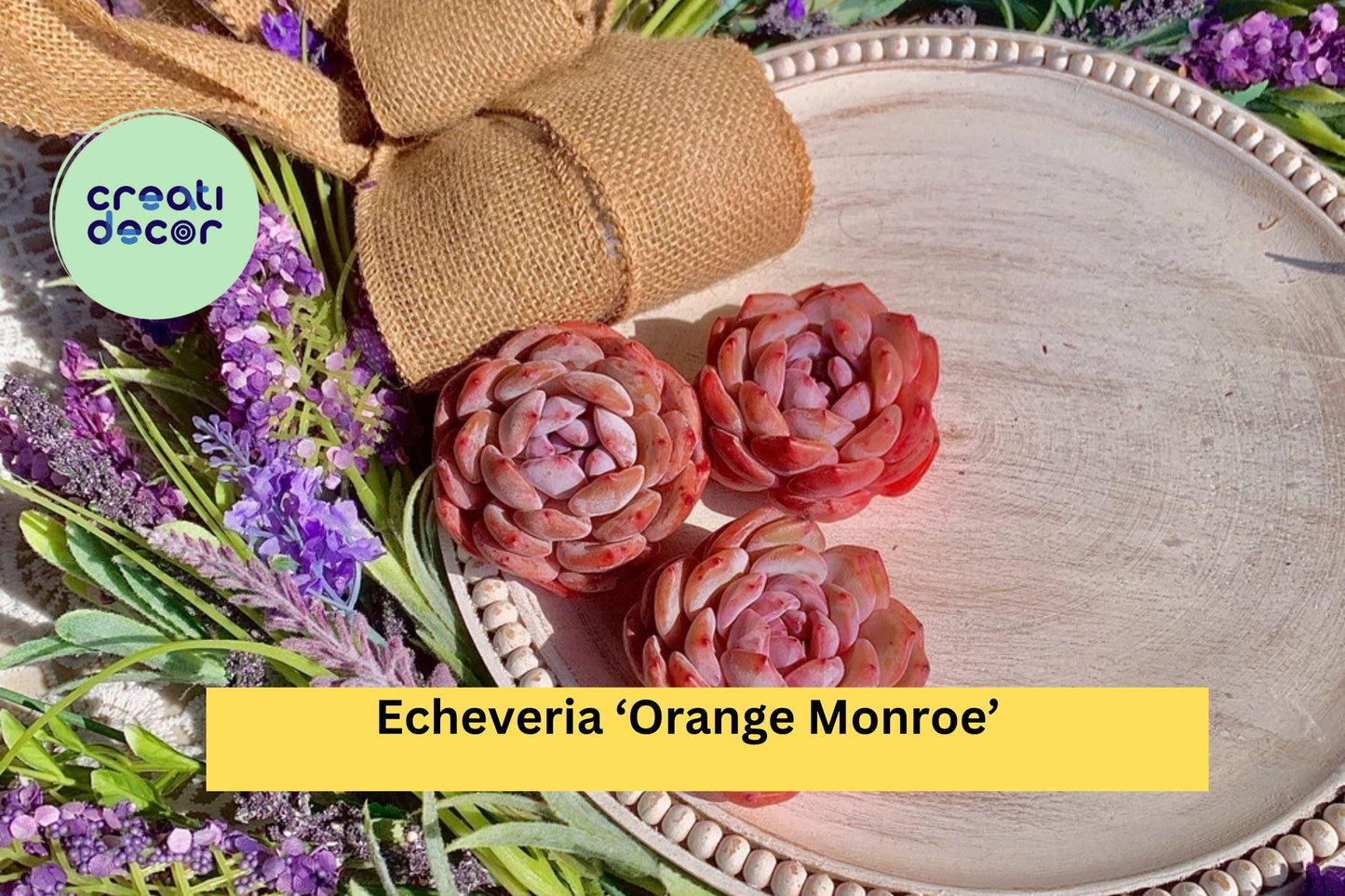 Echeveria ‘Orange Monroe’ – Rare Succulent Plant, Bare Root Easy Care Live Rosette for Indoor Decor or Outdoor Container Garden
