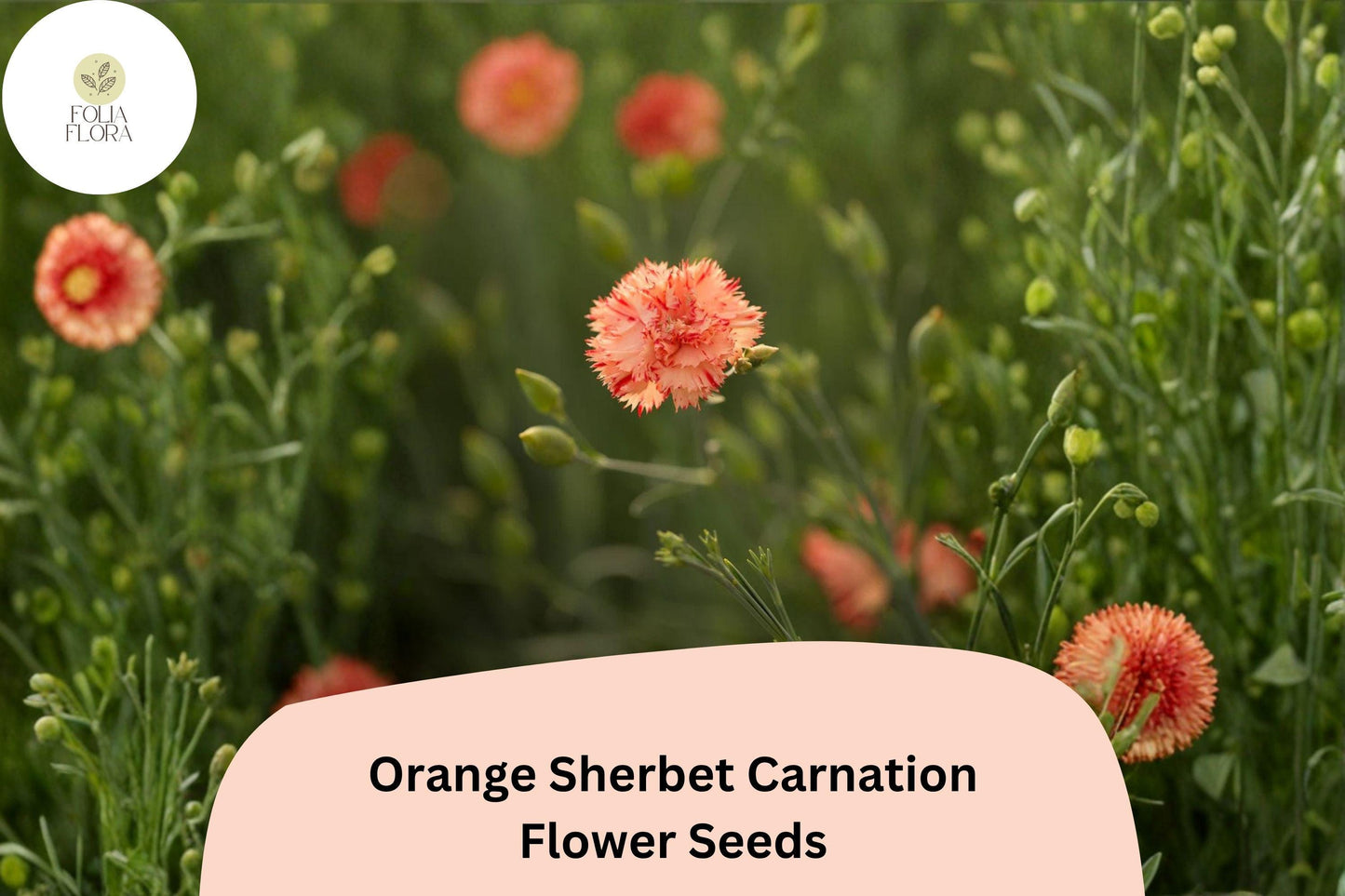 200+ Orange Sherbet Carnation Seeds for Garden Planting | Dianthus caryophyllus | Orange Blooms