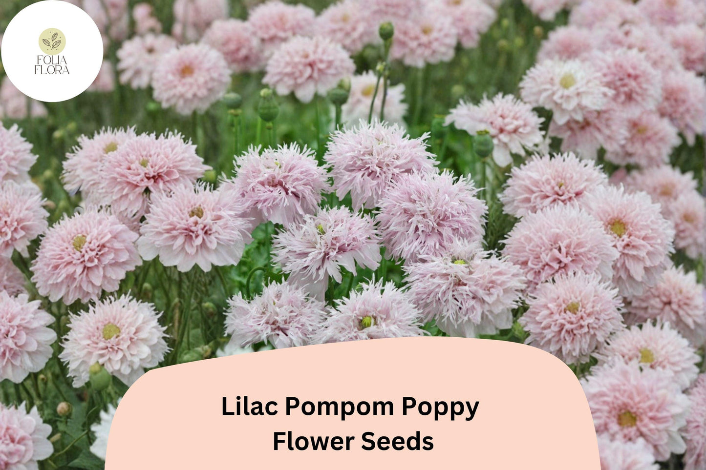 200+ Lilac Pompom Poppy Seeds for Garden Planting – Soft Lilac Blooms, Double Pom-Pom Flowers, Easy to Grow