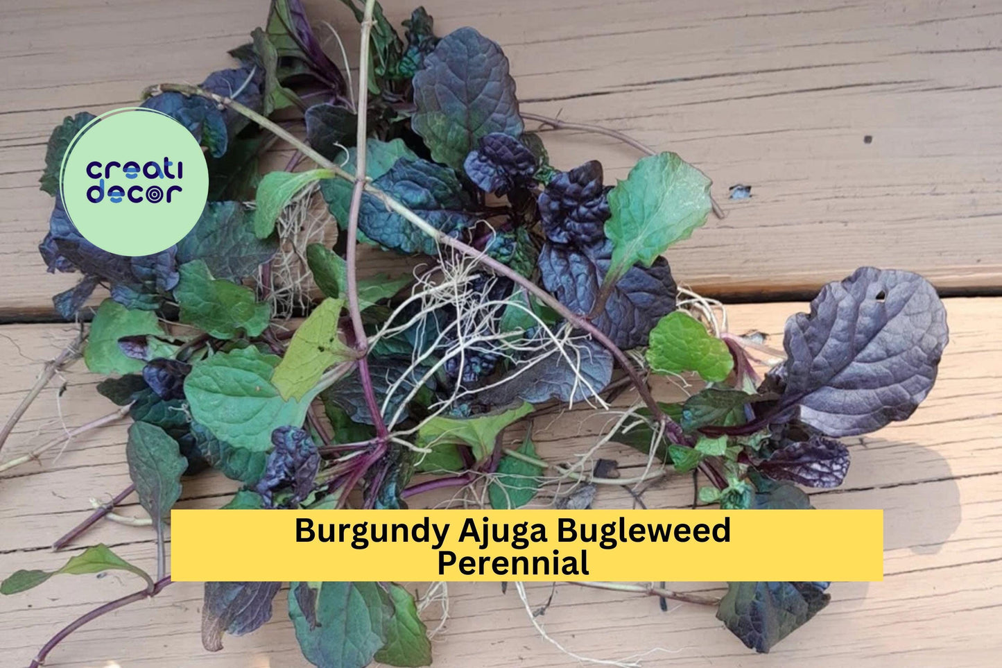 10 Burgundy Ajuga Bugleweed Plants – Live Bare Root Perennials, Hardy Ground Cover with Purple Blooms and Burgundy Foliage