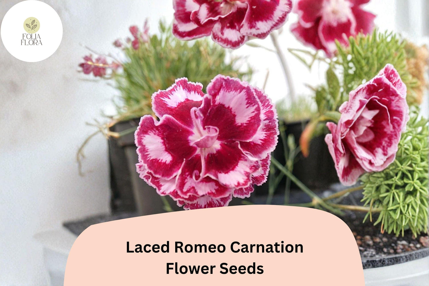 200+ Laced Romeo Carnation Seeds | Dianthus caryophyllus | Frilled Red & White Blooms for Garden Borders