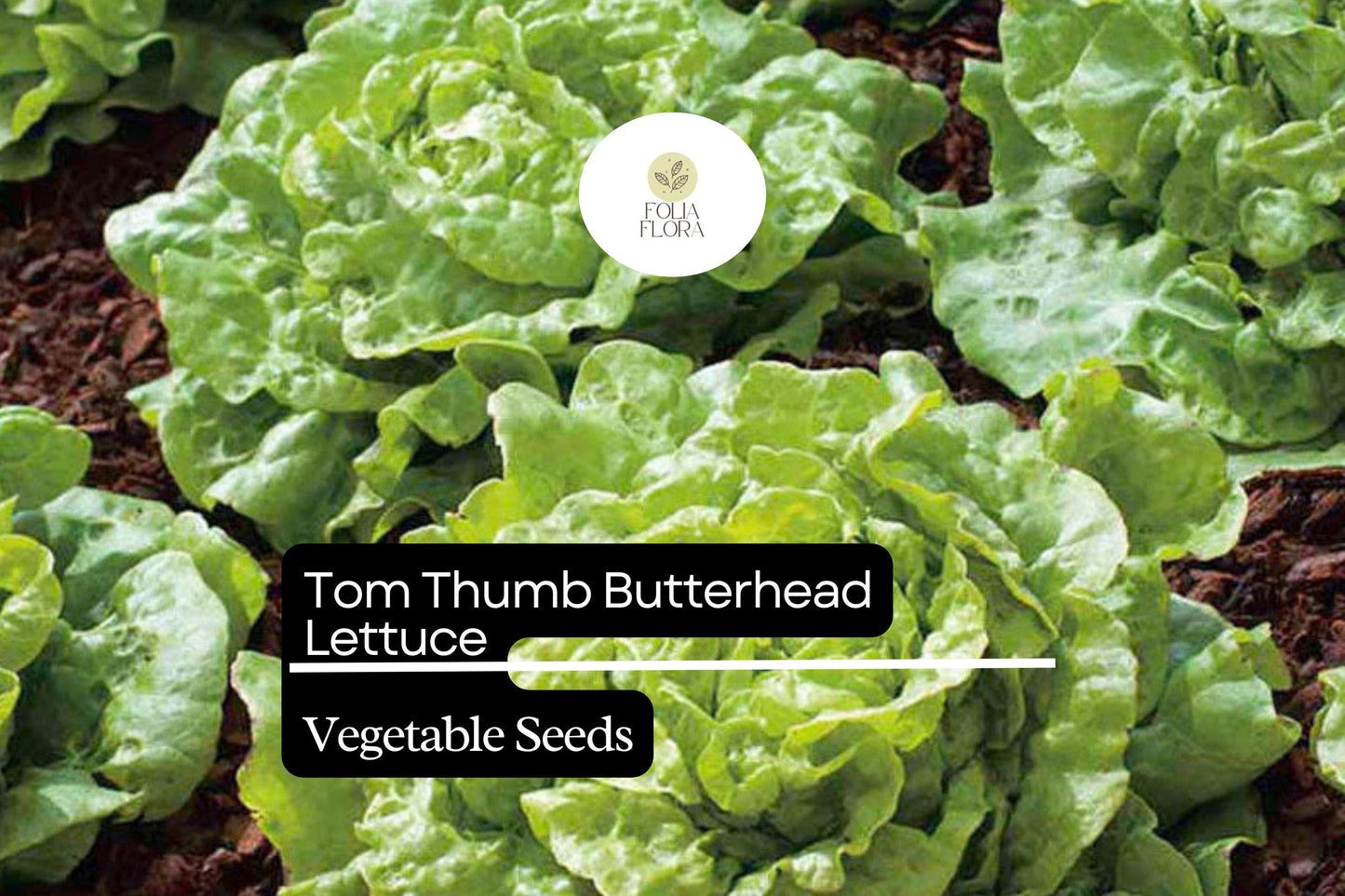 1000 Tom Thumb Lettuce Seeds – Lactuca sativa – Mini Heirloom Butterhead, Sweet & Tender, Fast-Growing