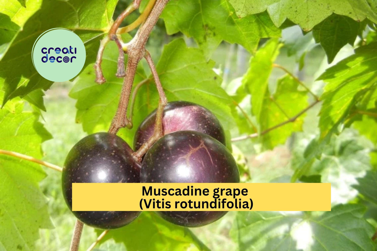 Muscadine Grape Vine | 4–6 Inch Live Rooted Plant Starter | Hardy Fruit-Bearing Grape Variety for Vineyards, Arbors & Home Gardens