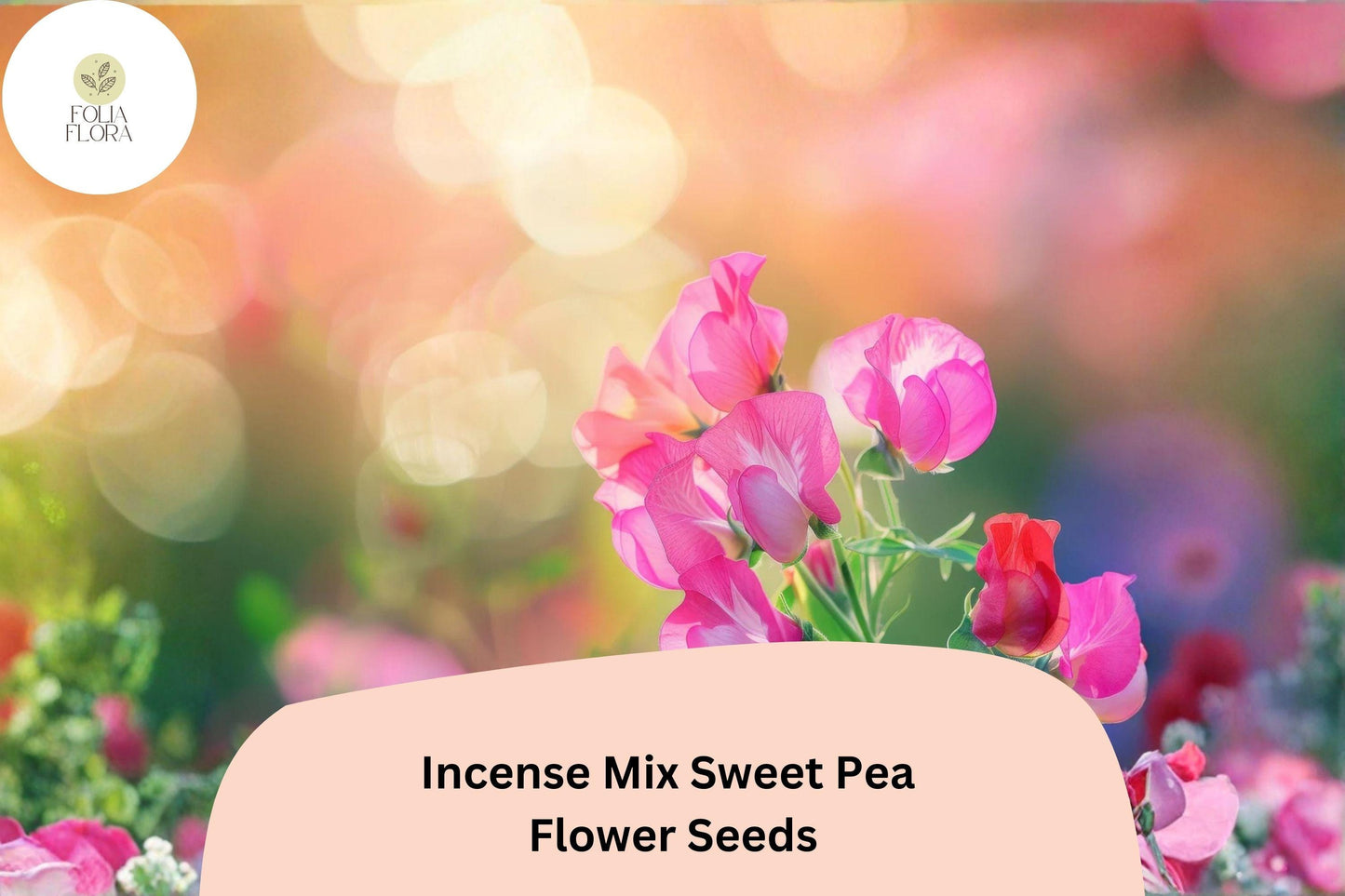 Incense Mix Sweet Pea Seeds | Lathyrus odoratus Mixed Colors Garden Flowers (50+ Seeds)