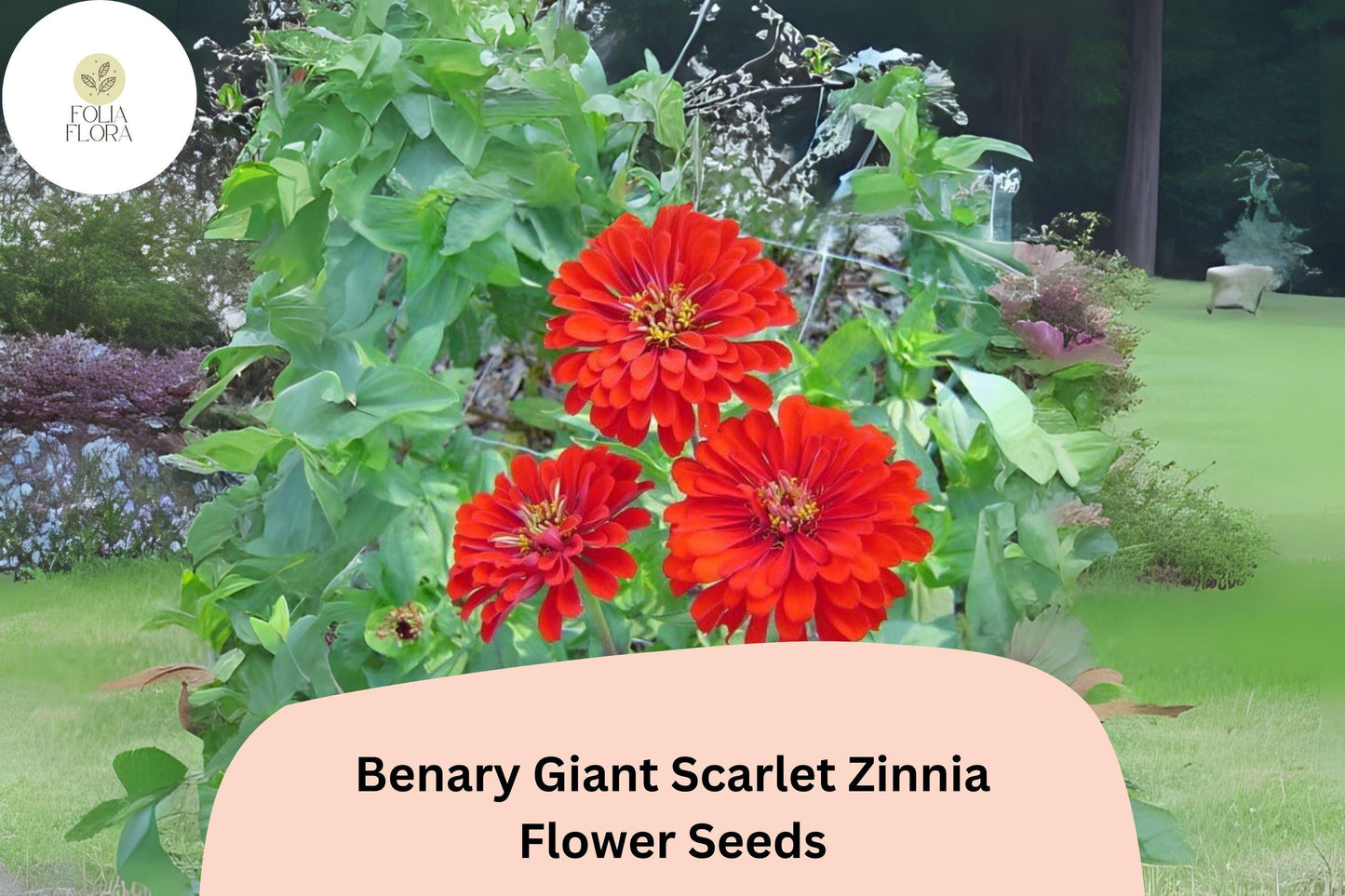100+ Benary Giant Scarlet Zinnia Seeds – Tall Scarlet-Red Blooms for Cut Flowers & Summer Gardens
