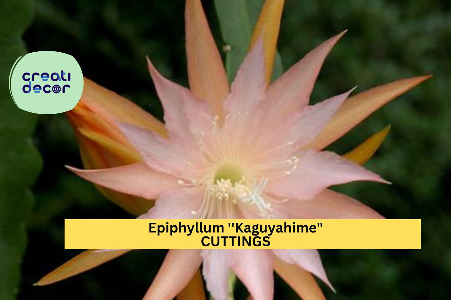 Epiphyllum 'Kaguyahime' Cutting | Rare Small-Flower Orchid Cactus | 1 Unrooted Exotic Starter | Night-Blooming Beauty