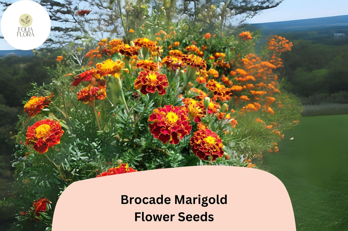25+ Brocade Marigold Seeds | French Marigold Mix | Red & Gold Blooms | Easy Annual Flower Seeds for Garden Planting
