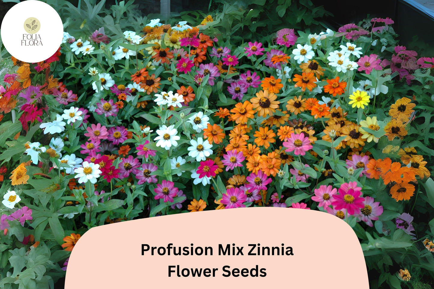 Profusion Mix Zinnia Seeds: Colorful, Compact Blooms - Pollinator Friendly