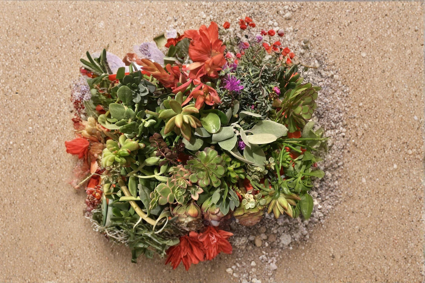 Organic Succulent 20 Cuttings Assorted Variety Unrooted Collection