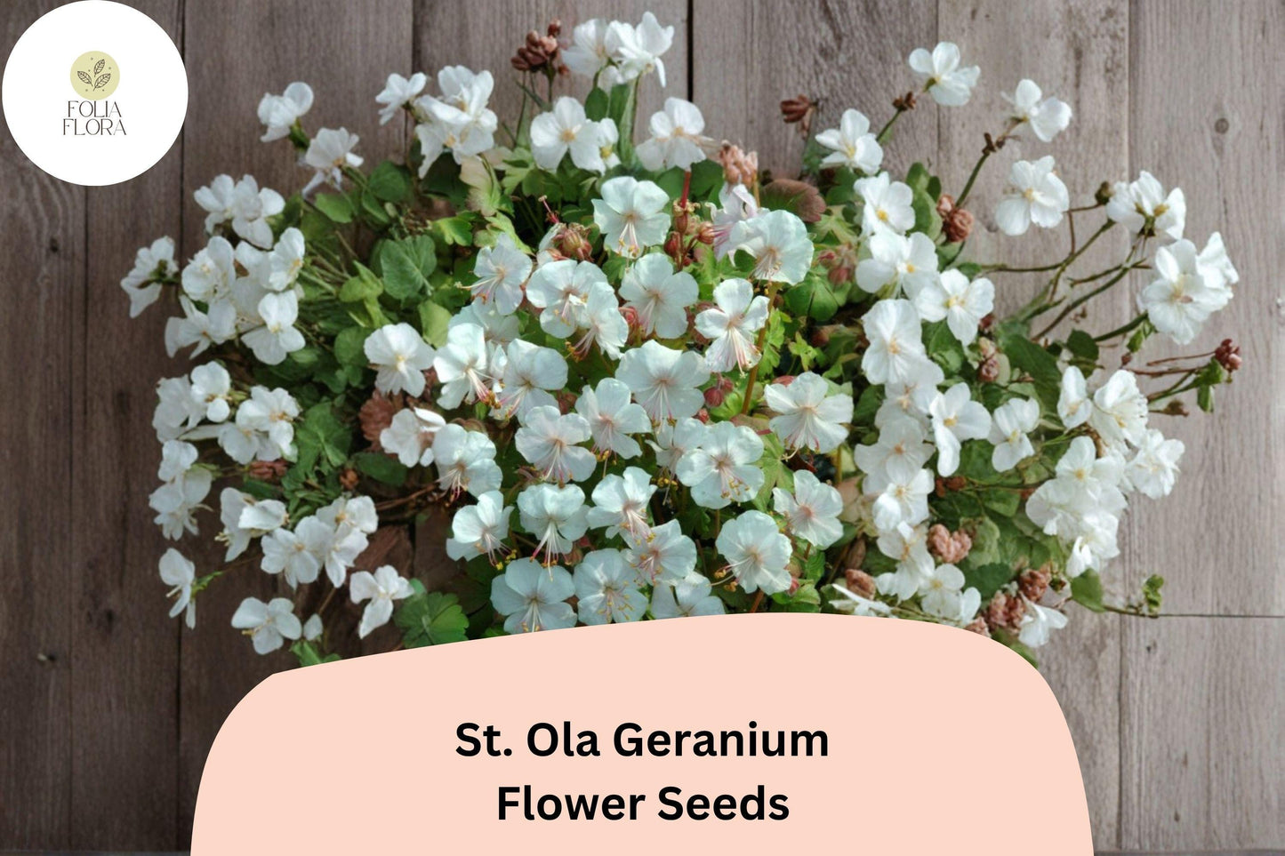 25+ St. Ola Geranium Seeds | Hardy Perennial Cranesbill | White Blooms for Garden Beds, Borders & Pollinator Gardens