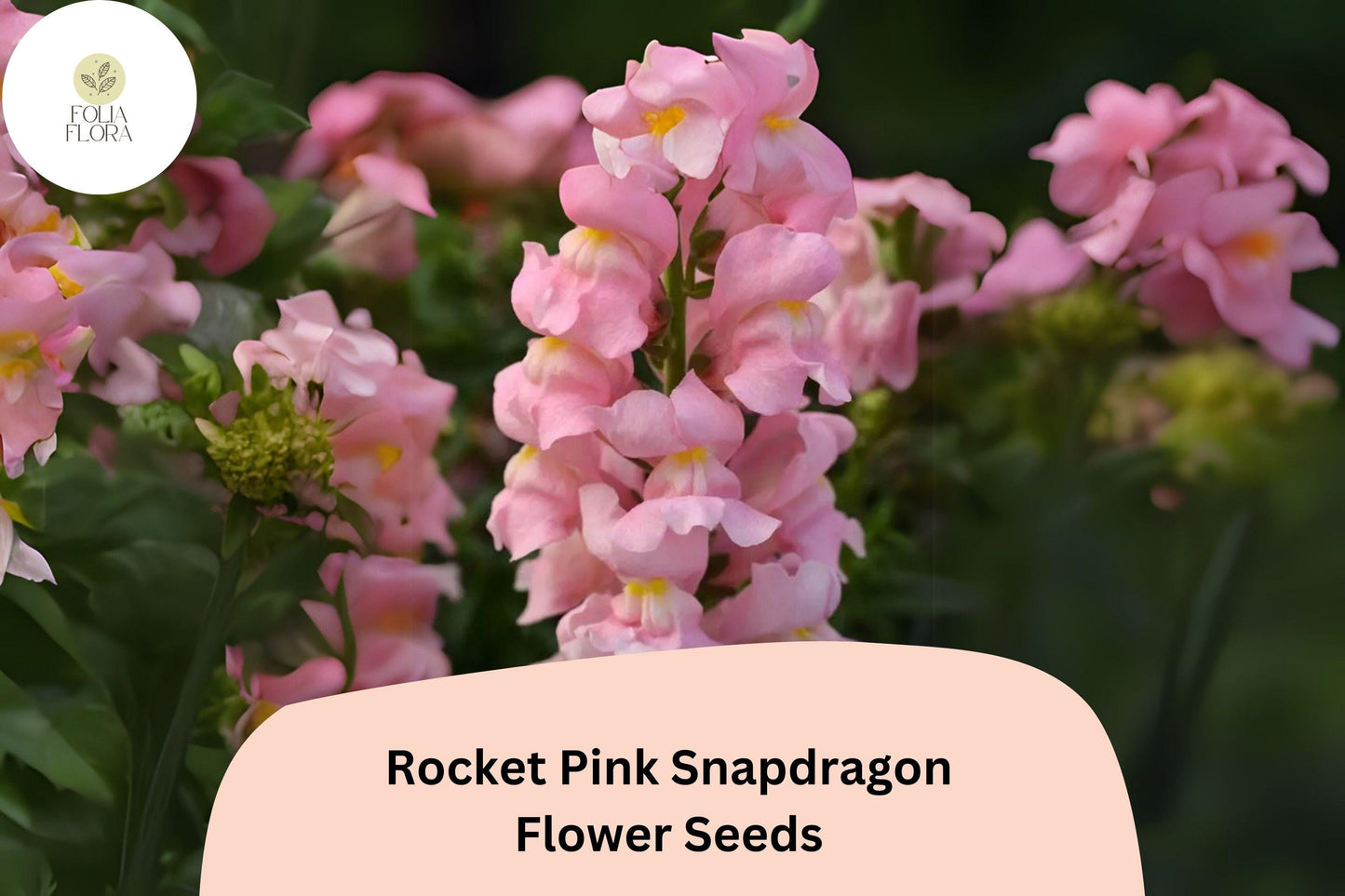 Antirrhinum majus Rocket Pink Snapdragon Seeds – 1000+ Vibrant Pink Blooms for Garden & Cut Flowers
