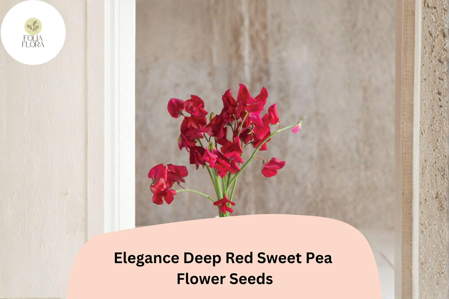 Elegance Deep Red Sweet Pea Seeds | Lathyrus odoratus Climbing Vine (50+ Seeds) for Garden Planting
