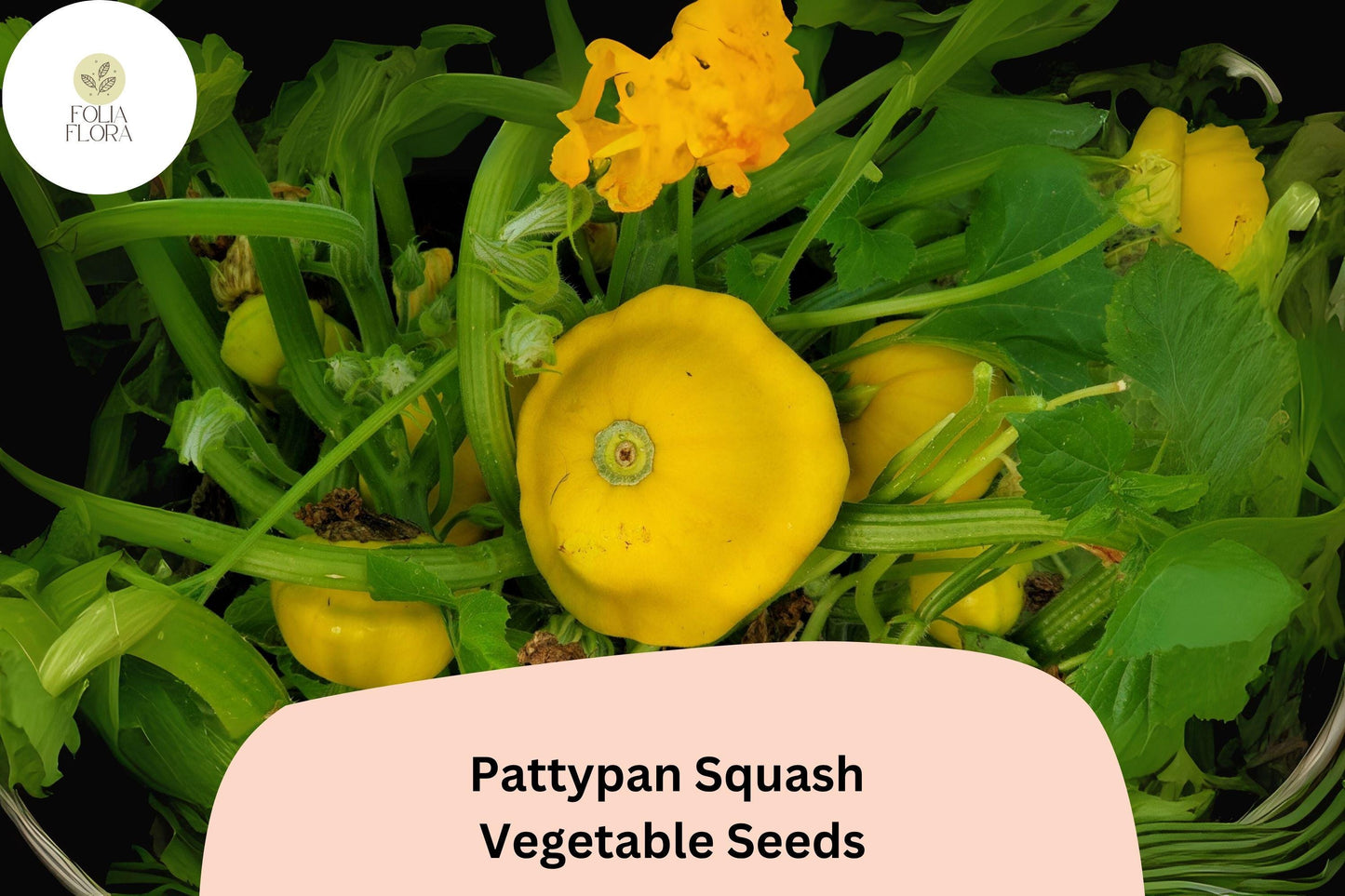 25+ Pattypan Squash Seeds for Planting | Summer Scallop Squash | Easy Heirloom Vegetable Garden Seeds