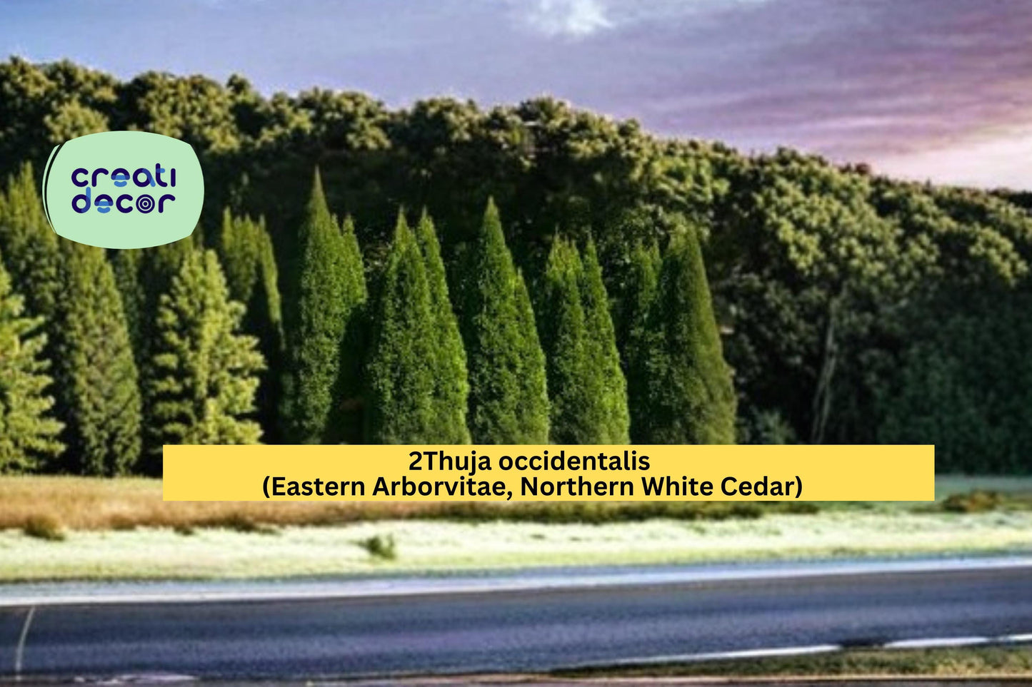 Thuja occidentalis Seeds Eastern Arborvitae Northern White Cedar 50 Count Evergreen Hedge Tree Seeds Landscape Plant