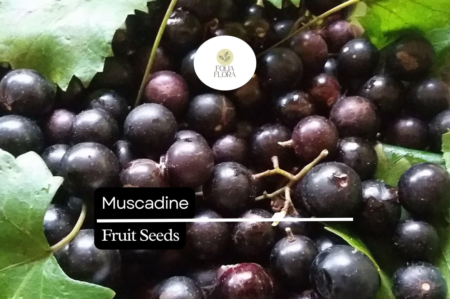 Muscadine Grape Seeds (Vitis rotundifolia) | 5 Seeds | Sweet Edible Grapes | Native Vine | Ideal for Wine & Jellies