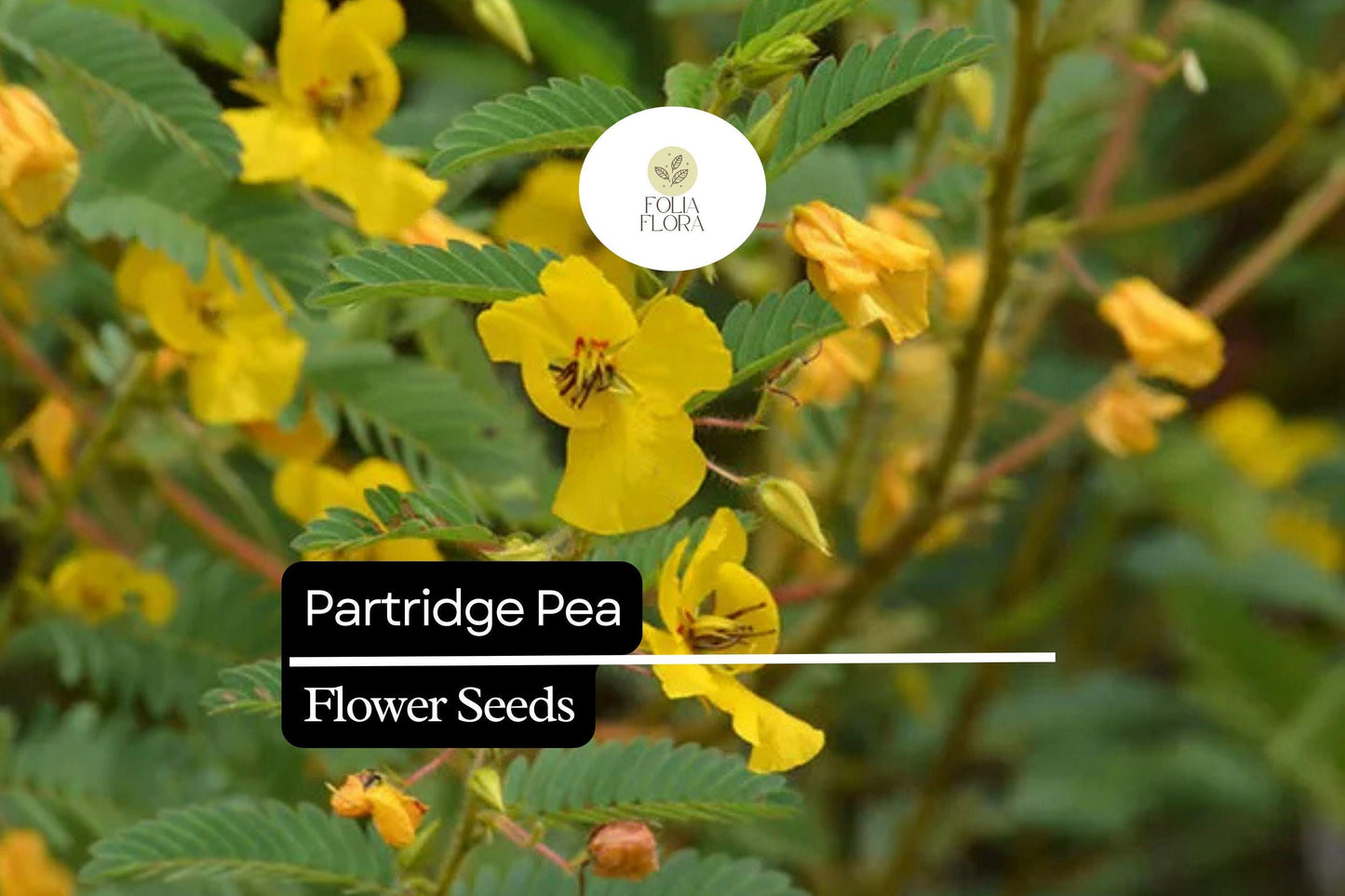 Partridge Pea Seeds (Chamaecrista fasciculata) | 25 Seeds | Bright Yellow Wildflowers | Pollinator-Friendly | Native Plant for Gardens