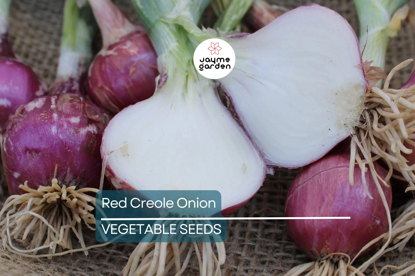 500 Red Creole Onion Seeds β Non-GMO Heirloom, Short-Day, Spicy Flavor, Great for Salsas & Cajun Dishes, Easy to Grow, Free Shipping!
