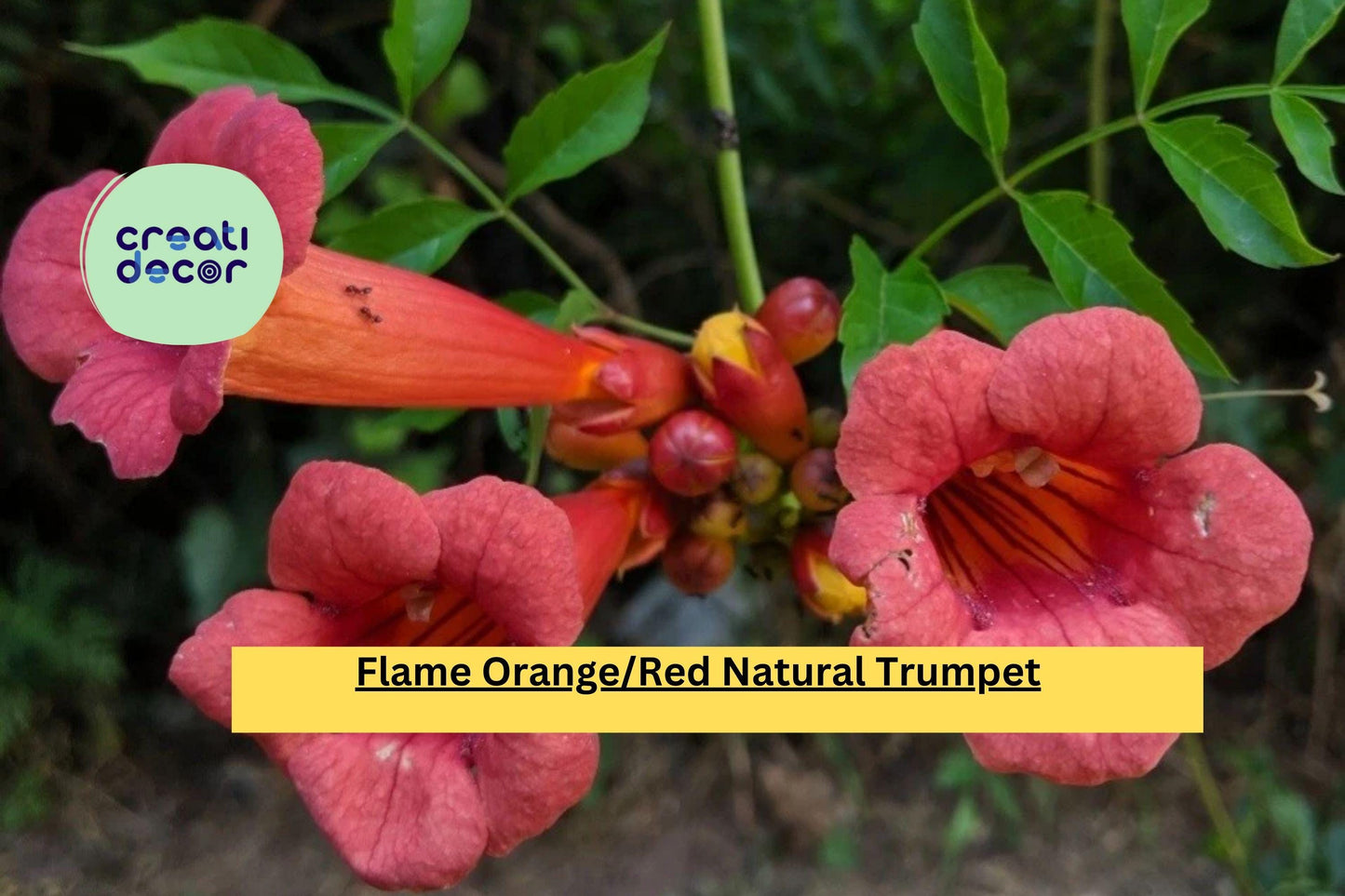 1 Trumpet Vine – Live Bare Root Plant 2 Ft+, Flame Orange Red Blooms, Hardy Perennial Flowering Vine for Trellis, Fence, or Garden Landscape