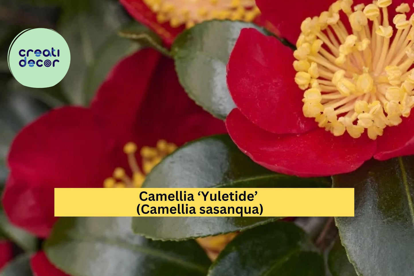 Camellia ‘Yuletide’ – Red Blooming Camellia sasanqua – 8–12” Live Rooted Yearling Shrub, Evergreen Winter Flower Plant
