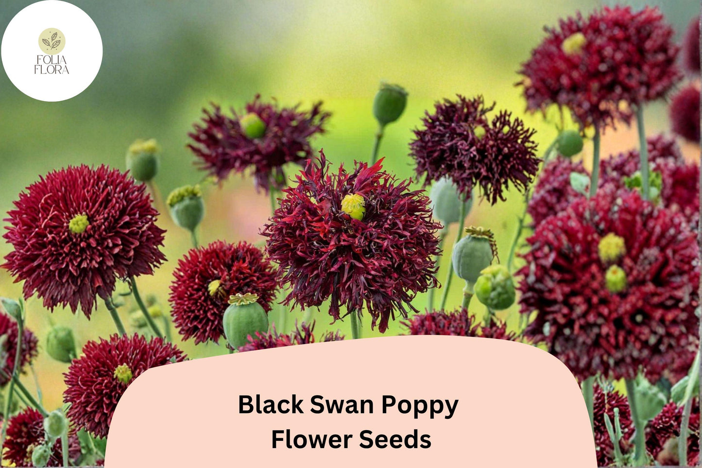 200+ Black Swan Poppy Seeds | Papaver somniferum | Deep Dark Blooms | Easy Garden Annual Flower Seeds for Beds & Pots