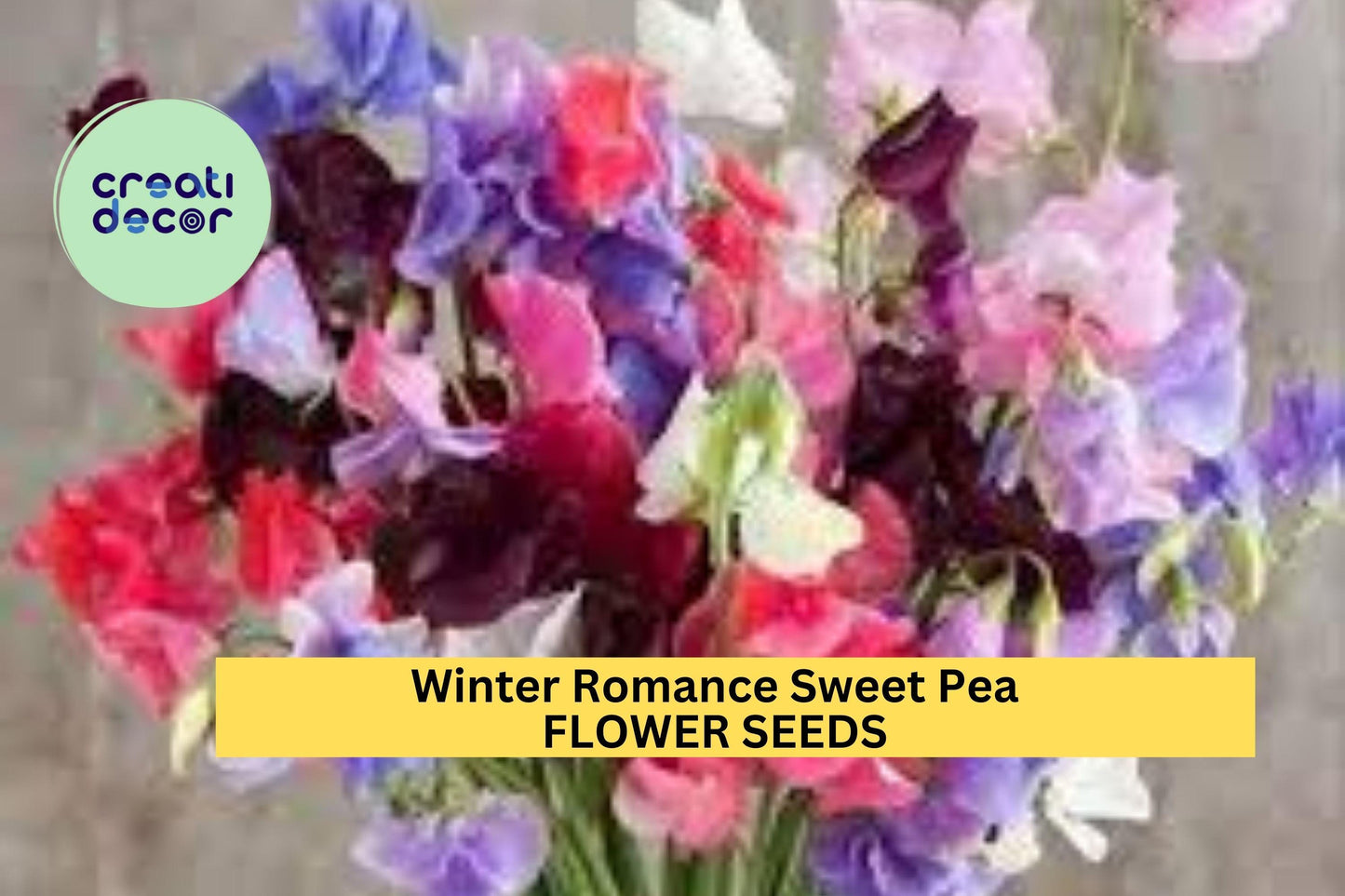 50+ Winter Romance Sweet Pea Seeds – Soft Blush Pink Fragrant Blooms for Garden Planting, Climbing Vines for Trellises – USA