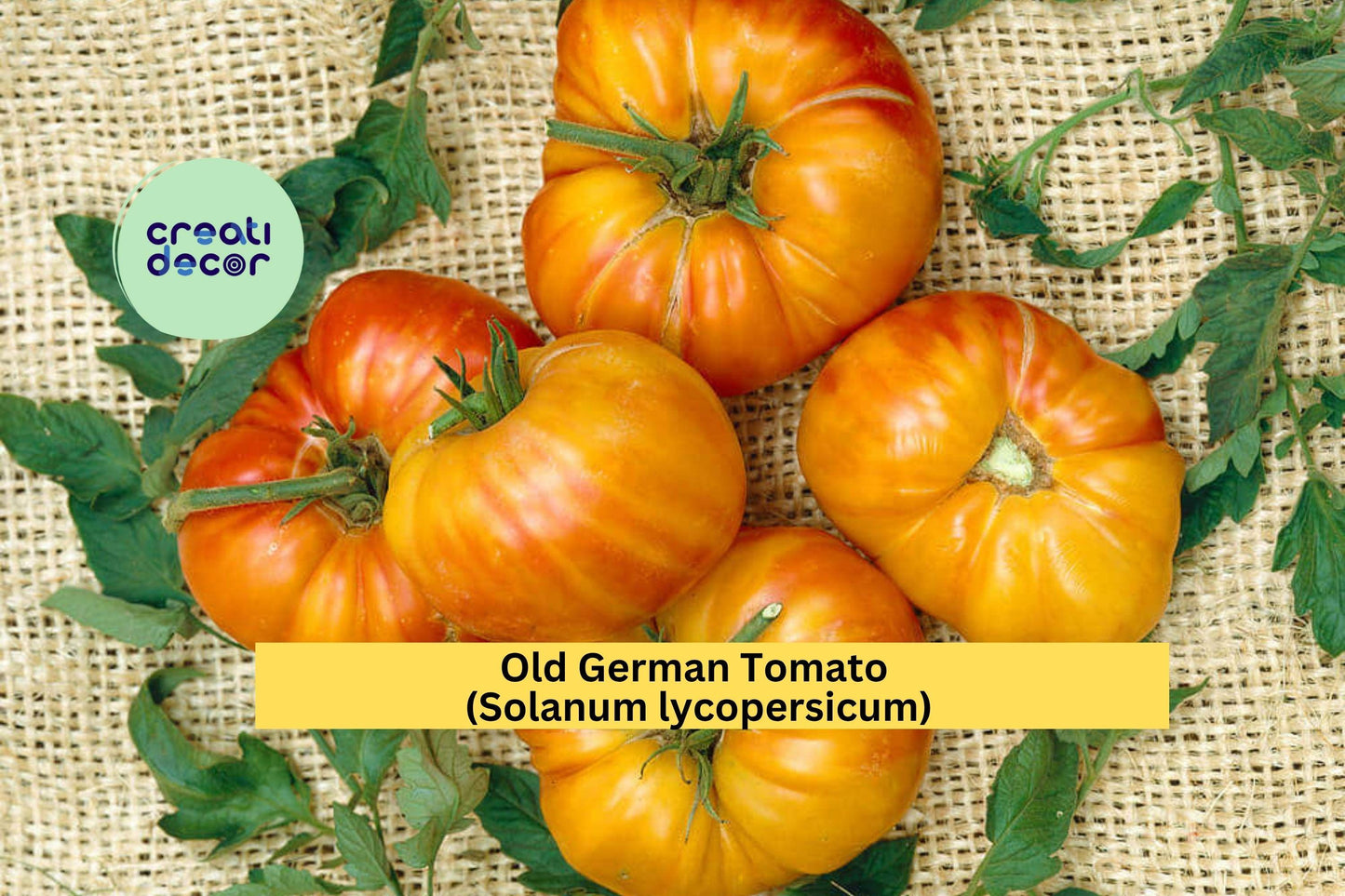 Old German Tomato Plants | Lot of 2 Live Heirloom Starter Plants | 6–10 Inch Garden Tomatoes