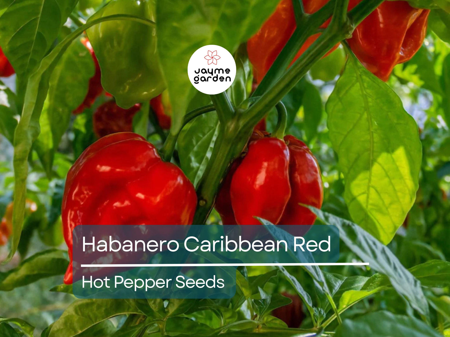 250mg Seeds Habanero Caribbean Red Hot Pepper | Heirloom Pepper for Planting | Extra Spicy | Compact Plant | Perfect for Salsas & Sauces