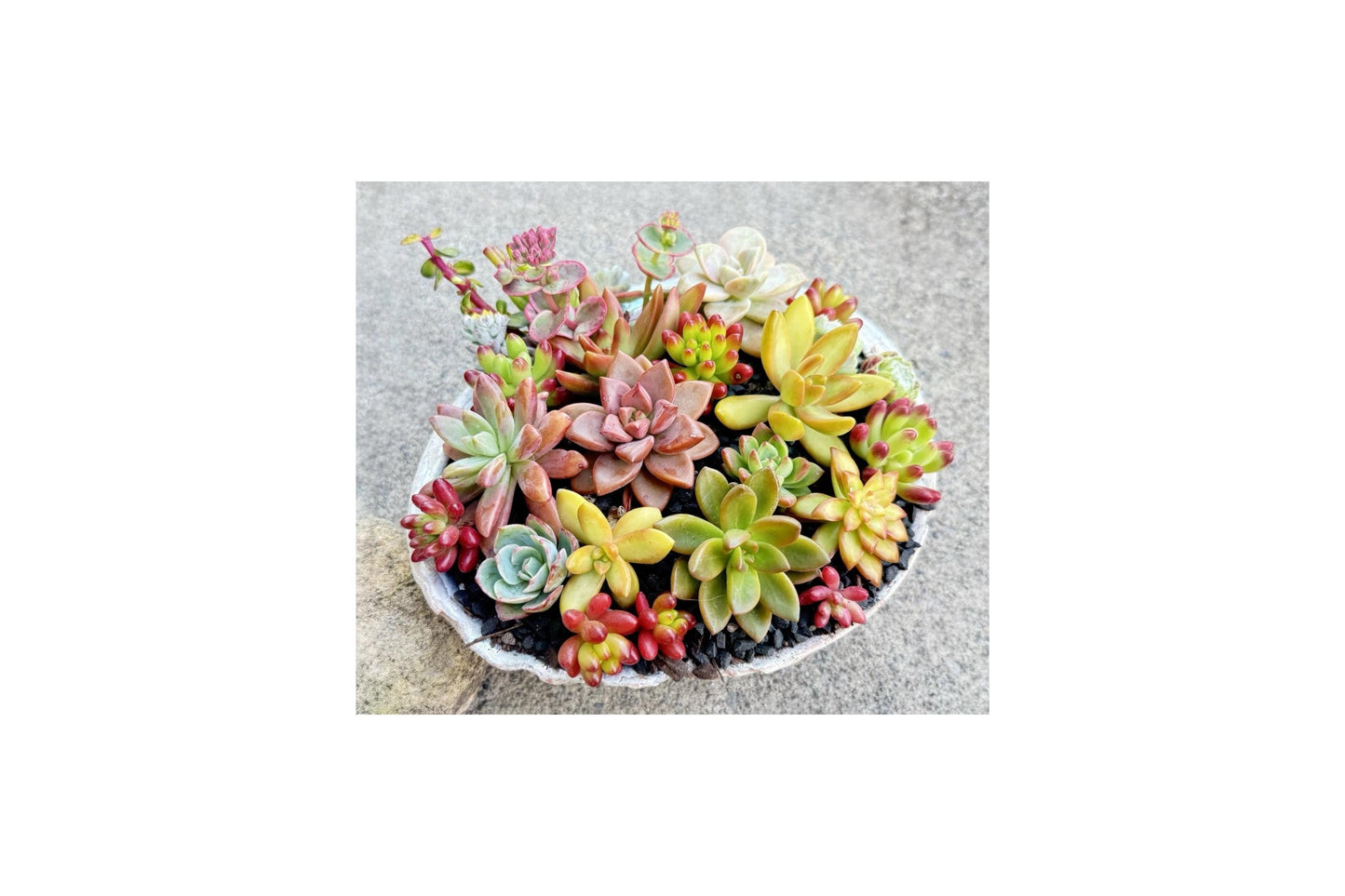 Rosette Succulent 10 Cuttings Assorted Colorful Unrooted Collection