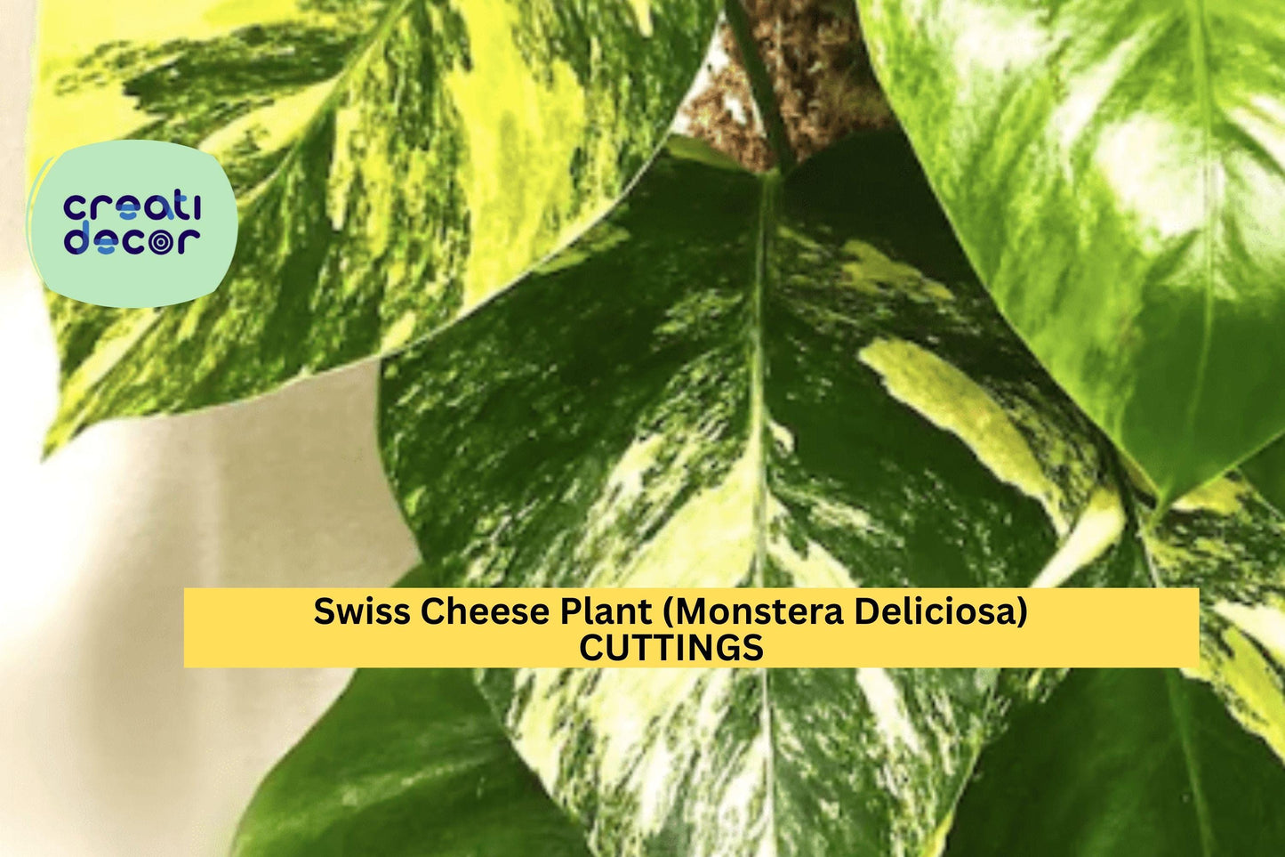 Epipremnum Pinnatum Albo Variegated | 1 Rooted Cutting | Rare Variegated Vine | Indoor Aroid Plant | Collector’s Choice