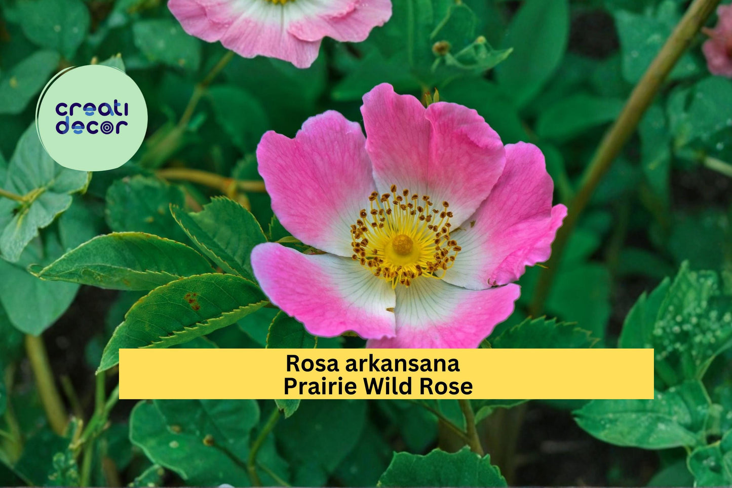 Prairie Wild Rose Seeds Rosa arkansana 10 Count Native Pink Flower Shrub Garden Plant Seeds