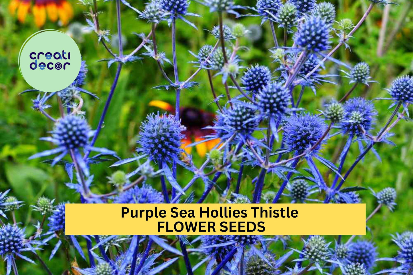 200+ Purple Sea Hollies Seeds – Spiky Violet-Blue Blooms for Garden Planting, Drought-Tolerant Perennials for Pollinator Beds – USA