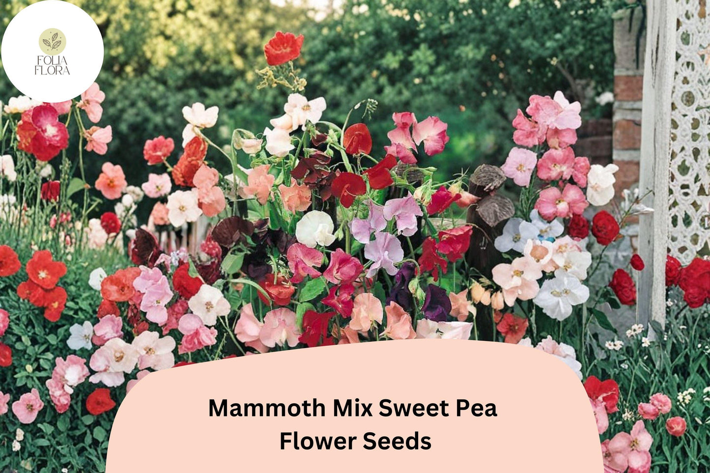 Mammoth Mix Sweet Pea Seeds | Lathyrus odoratus Tall Vine Mixed Colors Garden (50+ Seeds)