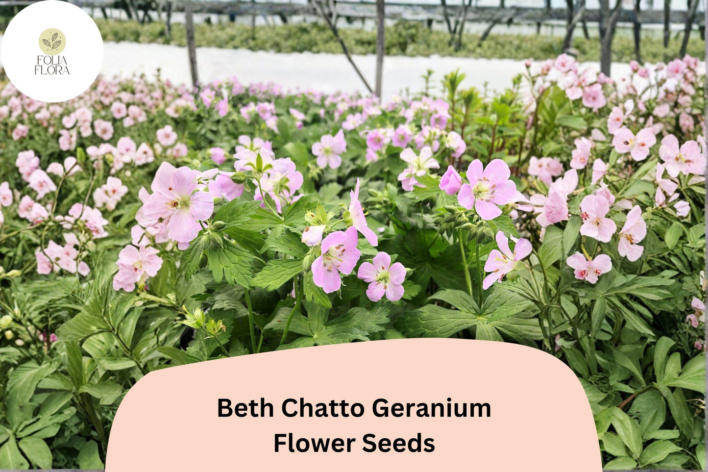 25+ Beth Chatto Geranium Seeds: Hardy Perennial Garden Plant, Pink-Purple Blooms, Easy to Grow, Ideal for Pots & Borders
