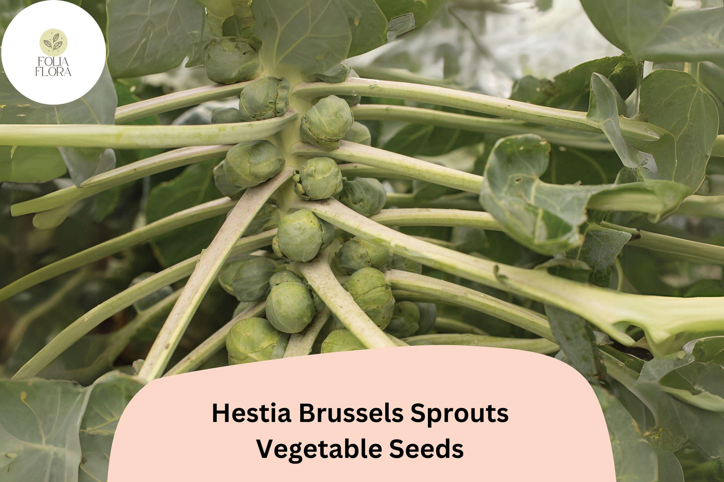 500+ Hestia Brussels Sprouts Seeds – High-Yield, Sweet & Cold-Hardy Variety