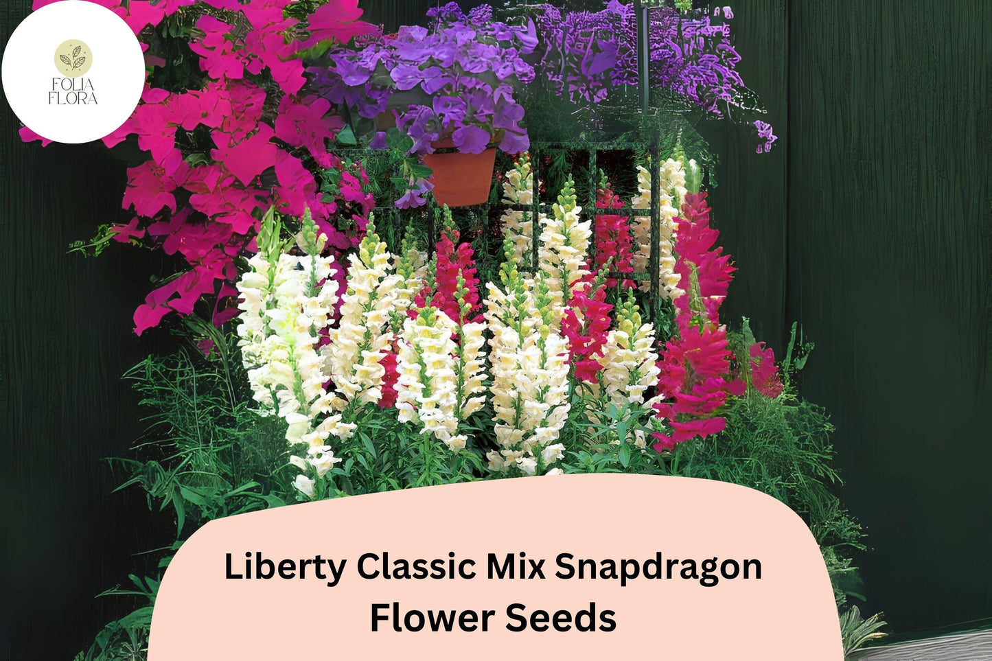 Antirrhinum majus Liberty Classic Mix Snapdragon Seeds – 1000+ Vibrant Blooms for Garden & Cut Flowers