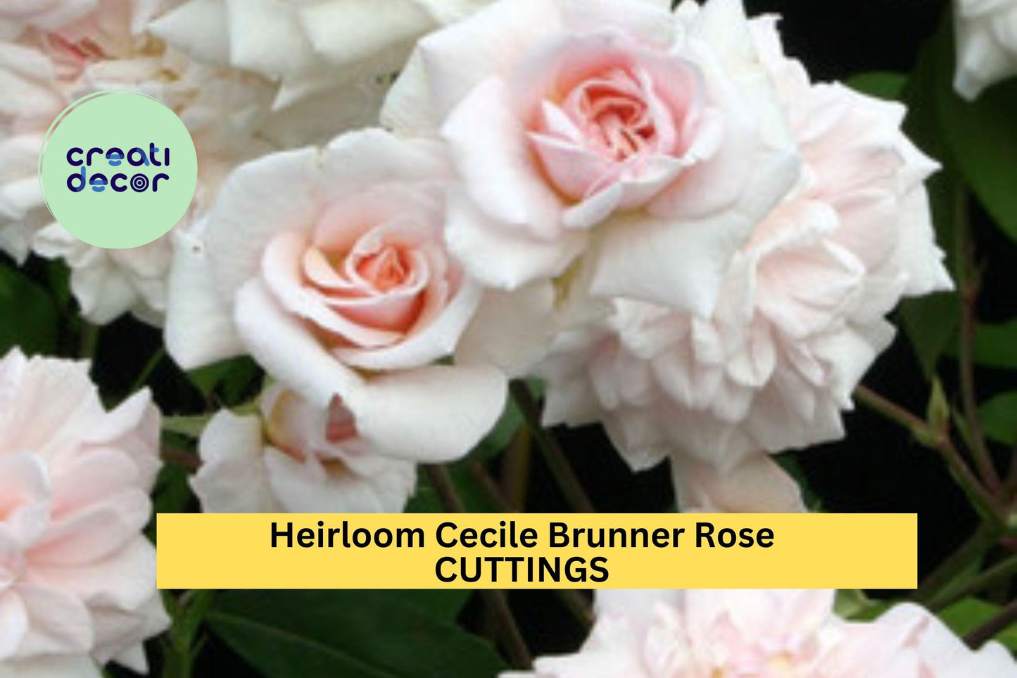 Cecile Brunner Rose Cuttings | 16 Unrooted Premium Rose Cuttings | Heirloom Fragrant Bush Rose Starter | Grow Mini Pink Blooms