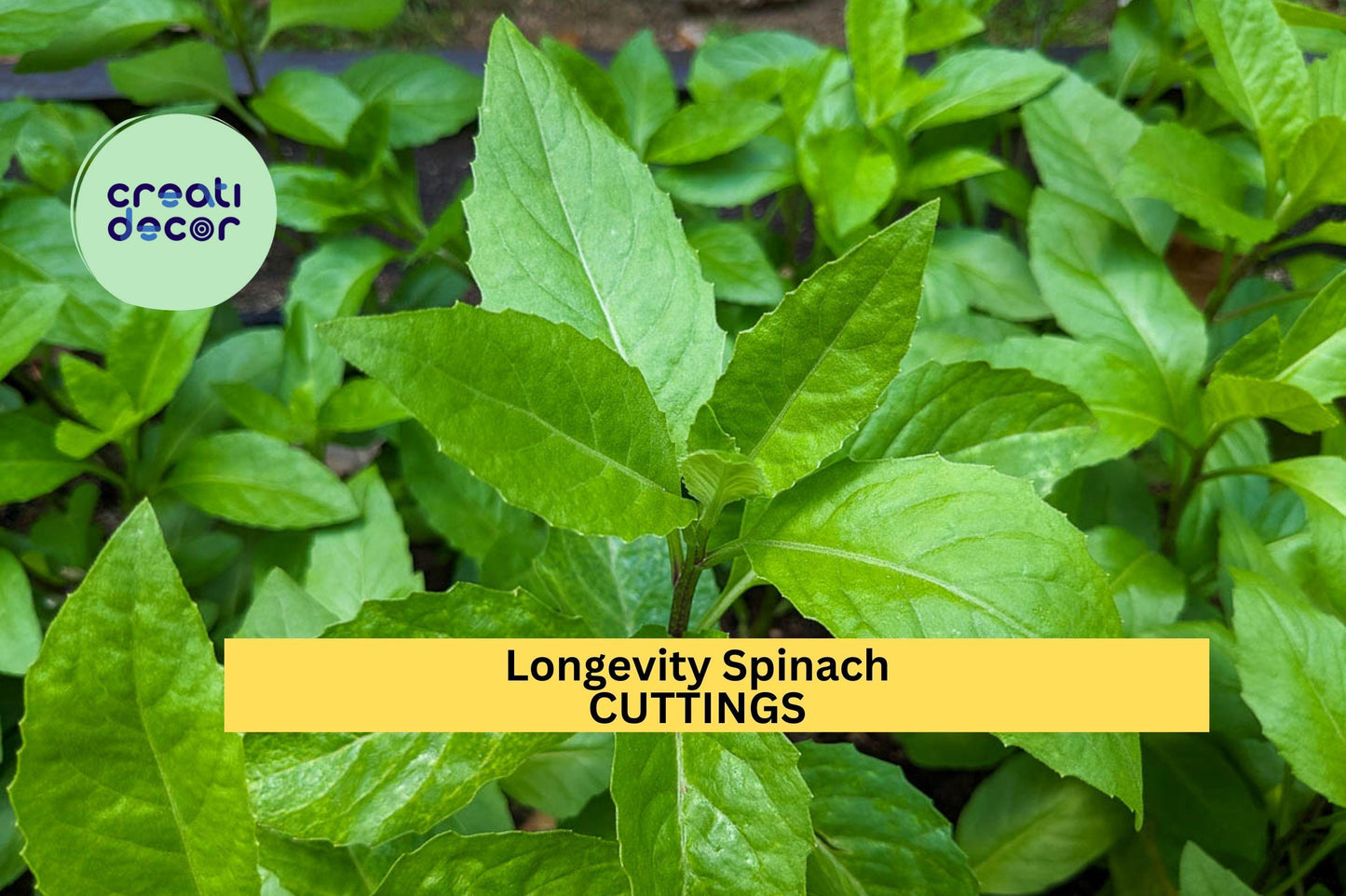 4 Longevity Spinach Cuttings | Gynura Procumbens Starter Plants | Edible Greens Perennial Vegetable | Easy Grow Leafy Plant