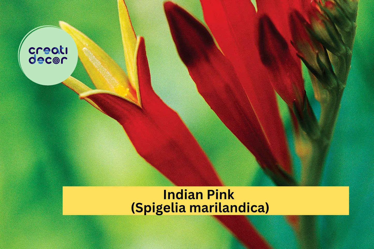 Indian Pink Plant | Spigelia marilandica | Live Bare Root Perennial for Pollinator & Shade Gardens